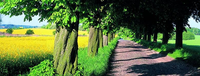 Allee in Mecklenburg Vorpommern
